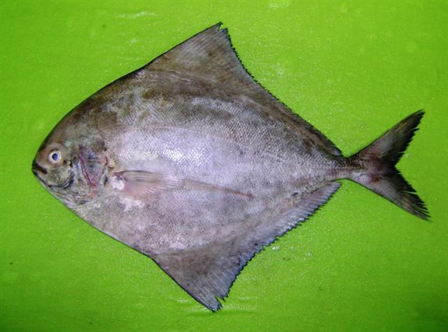 Pomfret